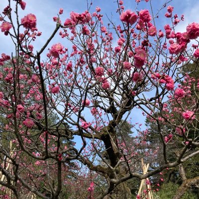haikai_dbt's profile picture.