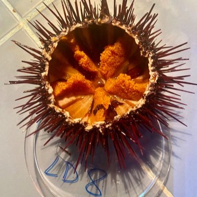 ECHINAQUA: Contributing to echinoculture development by improving our knowledge of the circadian system in the European edible sea urchin, Paracentrotus lividus