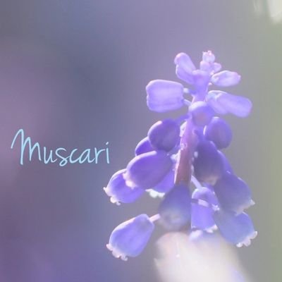 𓂃 
⠜……平和 と ともに…🕊 。
𓂂  ｱｲｺﾝ Muscari…  .*･ﾟNikon micro  花写真
…