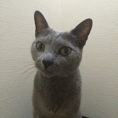 hirogen0304's profile picture. 同居人、相棒ネコとボール19匹とシシバナ1匹と黒鼠蛇1匹。シシバナとボールを主題の無言フォローをば失礼致します。特に画像に食い付きます。