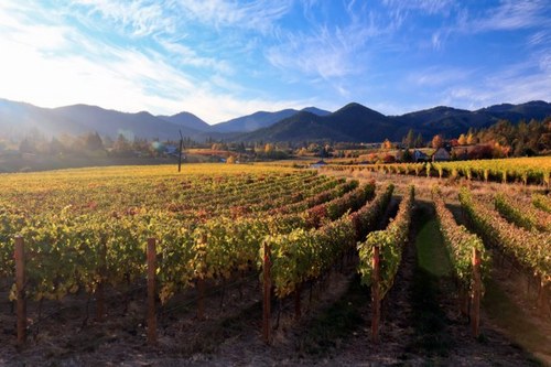 LedgerDavid's profile picture. Estate vineyards in Talent.  Wine Tasting Room in Central Point, next to the Rogue Creamery and Lillie Belle Chocolates.