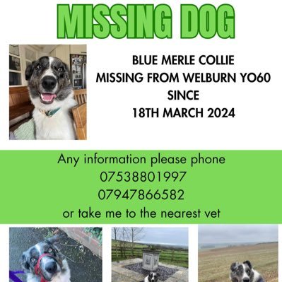 TWEETING FOR LOST/STOLEN/FOUND COLLIES 🐾🐾 tag us for any pet in neehttps://www.facebook.com/groups/1494287060724594/?ref=sharexL