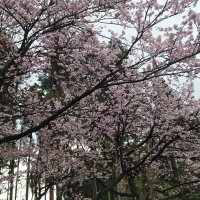 大迫武司 (@vfgfw5inpv6zlb3) 's Twitter Profile