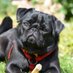 Pug_buffet (@Pug_buffet) Twitter profile photo