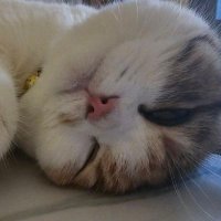 Meow_Cat 💕(@Meow_Osz) 's Twitter Profile Photo