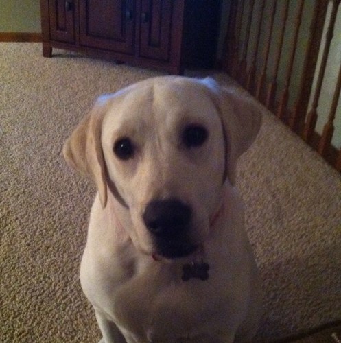 splankme's profile picture. 