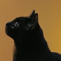 Ann Miller (@blacknwhitecat) 's Twitter Profile