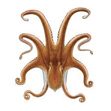 TimosMor's profile picture. ................