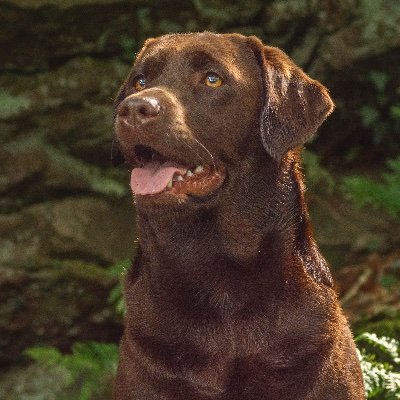 My name is Cassie and I am a chocolate Labrador, who is now officially a big girl. I live with my mum and dad and like steak. 🚫DMs please.