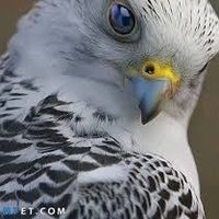 بحر العرب (@vanvan2003123) 's Twitter Profile