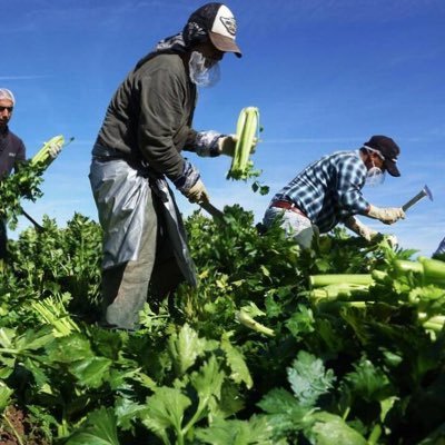 Campesinos12345's profile picture. 