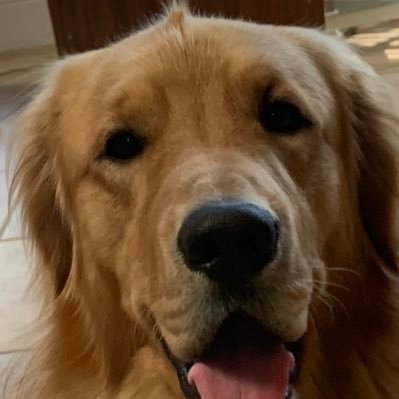 Max the golden retrievers daily life!