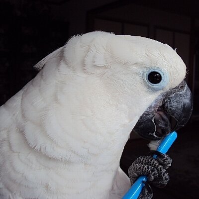 Tuzumaru タイハクオウムのマリリンが月曜日から嘔吐下痢だったけど 鳥に詳しい動物病院に変えたら すっかり良くなって 雄叫び絶好調 獣医浜０先生ありがと