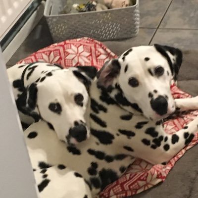 afreeman89_ally's profile picture. 