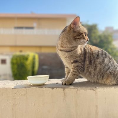 Osamaa59577822's profile picture. 