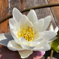 Anula (@annakhjjjhgbbv2) 's Twitter Profile