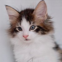 miriam🪞MUSE🌙 (@miriam63440874) 's Twitter Profile Photo