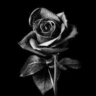 Persistent to the extreme...Iran ♥🕊️💚🙏🏼 Human Rights. Crypto-NFT-Stock Enthusiast. Violinist. Dreamer. Lover. Survivor. BTC ♥️🇵🇸🇱🇧🙏🏼😭 $TBALL