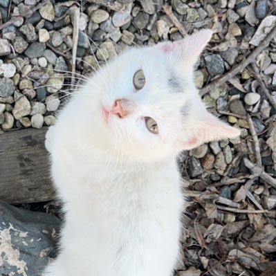 MalakaiWe44695's profile picture. 