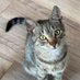 Дикий Гик 🇲🇪 (@wildgeekwithcat) Twitter profile photo Дикий Гик 🇲🇪 (@wildgeekwithcat) Twitter profile photo