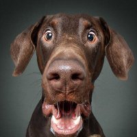 Dynamo Nor (@normal_danny) 's Twitter Profile