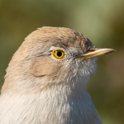 19 years old - obsessed birder/twitcher/photographer. BOU life list: 3️⃣1️⃣6️⃣ Current spring volunteer at Spurn Bird Observatory