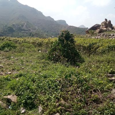 M55Alhudei's profile picture. -إڪتـفـيِ بِـنفسڪ والباقي وجودهم جميل وغيابهم أجمل