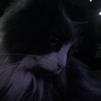 🖤Tippy🖤 (@t1pqy) 's Twitter Profile Photo 🖤Tippy🖤 (@t1pqy) 's Twitter Profile Photo
