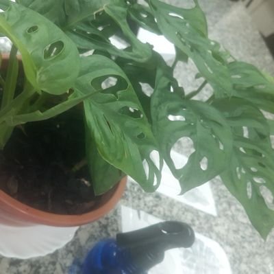 Monstera Adansonii da Entidade @hs_cafezinho