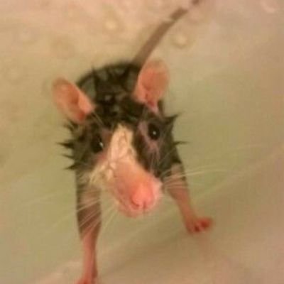 achilleus_h's profile picture. spurgt.