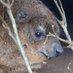 Hyrax Every Hour (@hyraxeveryhour) Twitter profile photo Hyrax Every Hour (@hyraxeveryhour) Twitter profile photo
