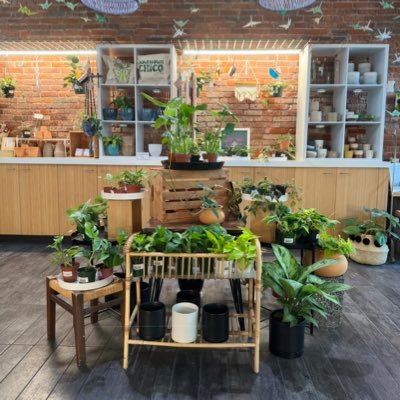 Plants, Succulents and Cactus Store