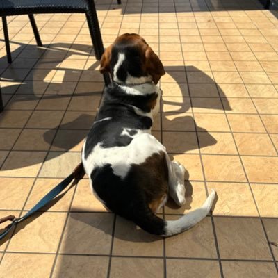yankeehero919's profile picture. 