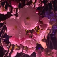 πππππ (@chacha02q) 's Twitter Profile