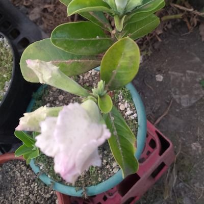 lucypardo96's profile picture. Soñar te da trabajo//Ing. Química de profesión //amante de lo justo y sincero de corazón