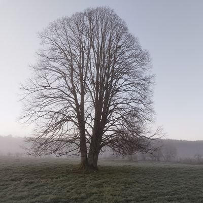 NicolasMinary2's profile picture. 