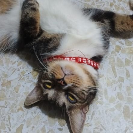 12pausbiru's profile picture. BISSMILLAHHH AJA DULU