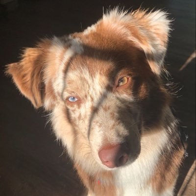 succvbuspup Profile Picture