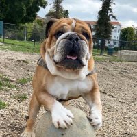 Roscoe44 (@roscoes44) 's Twitter Profile Photo