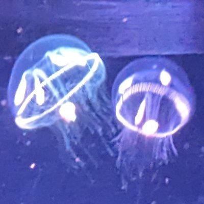 Greenlife044's profile picture. 岩大 植物生命科学科2年
無言フォロー失礼します