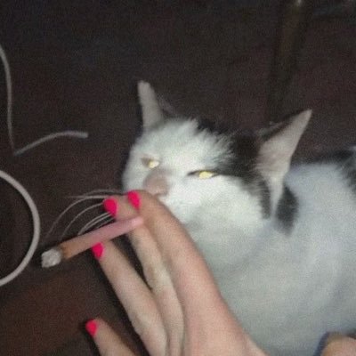 narcissistshits's profile picture. sex money feelings die