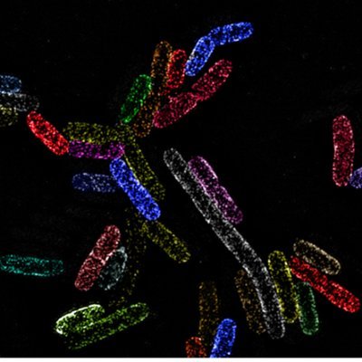 The Mamou lab is the home of bacterial cell envelope research. A place where people enjoy studying the mechanisms constructing the cell’s protective shell.