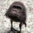 gorilla_bbbbbbb