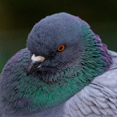 Gender: 🚺🩷
No Dominators Allowed! Birds Are Real! I’m Only Mandatory To Be a 🌸Cute🌸 Pigeon!