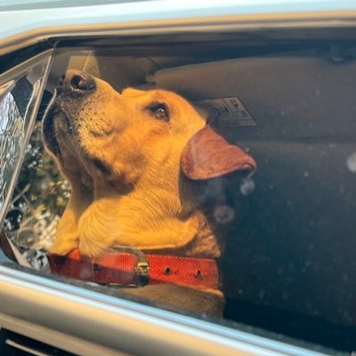 shashi4594's profile picture. 