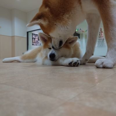 秋田犬 牡丹、秋田犬こざくらの飼い主です