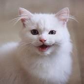 jamilahany144's profile picture. 