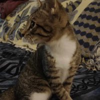 Zatara the Magician (@zatara2010) 's Twitter Profile