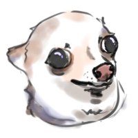 ハイバオ (@tk_azarashi) 's Twitter Profile