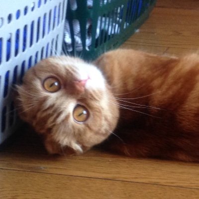 ucraft0's profile picture. マイクラの回路勢にして、コマンド勢を目指す者